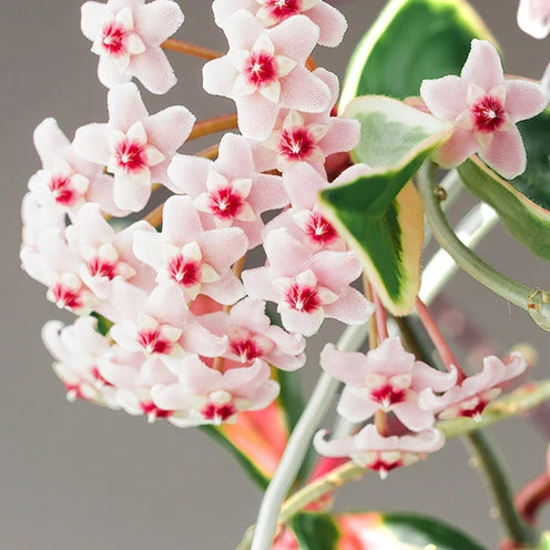 Wachsblume ‘Krimson Queen’