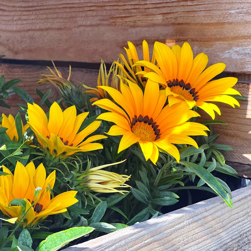 Gazania Suncarpet®