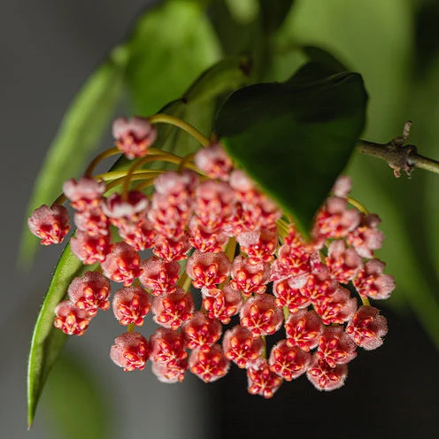 Hoya ‘Gracilis’