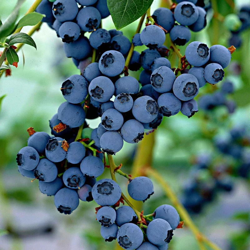 Blaubeere 'Little Blue Wonder'