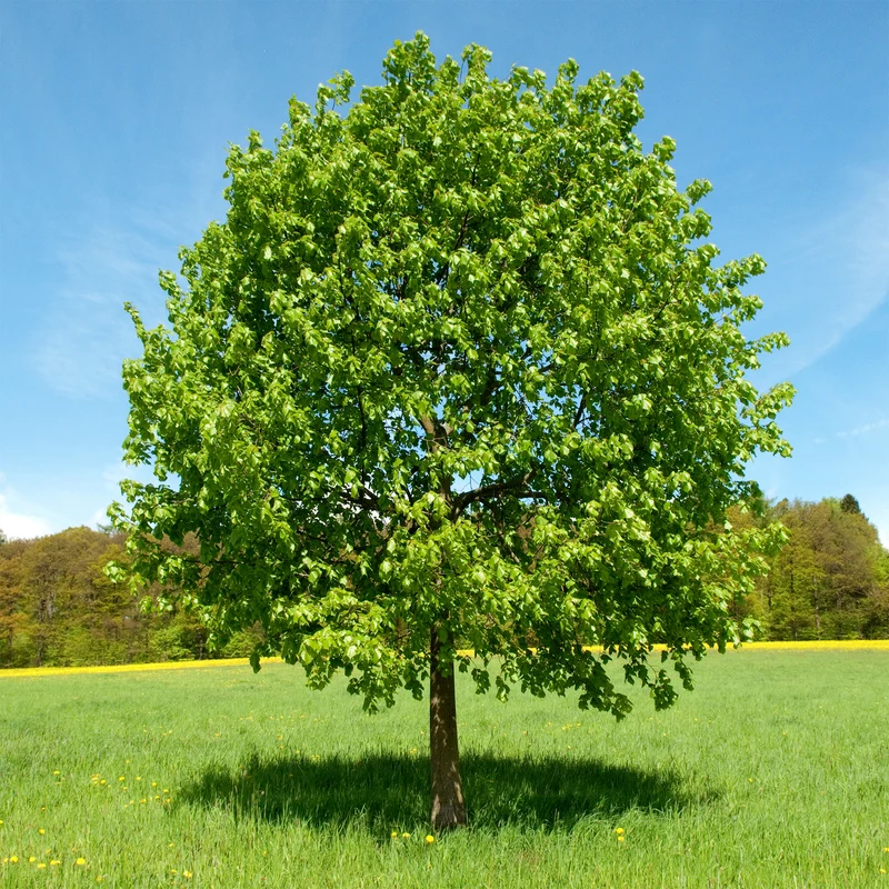Großblättrige Linde