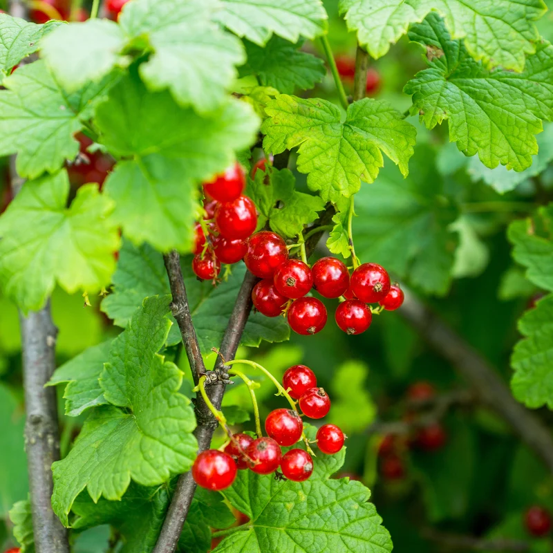 Rote Johannisbeere ‘Versaillaise Rouge’