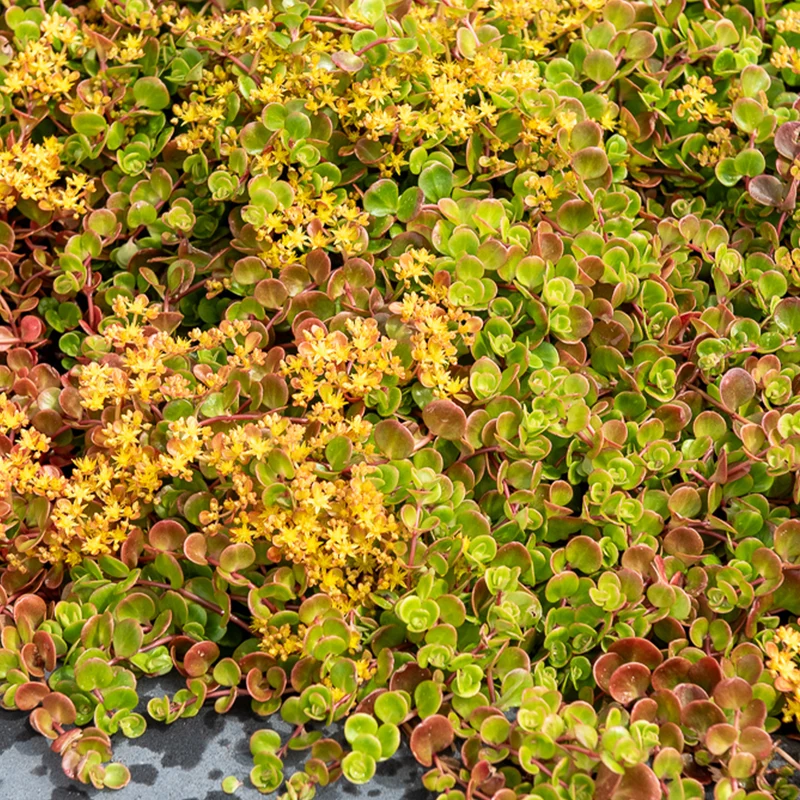 Teppich-Fetthenne ‚Coral Reef‘