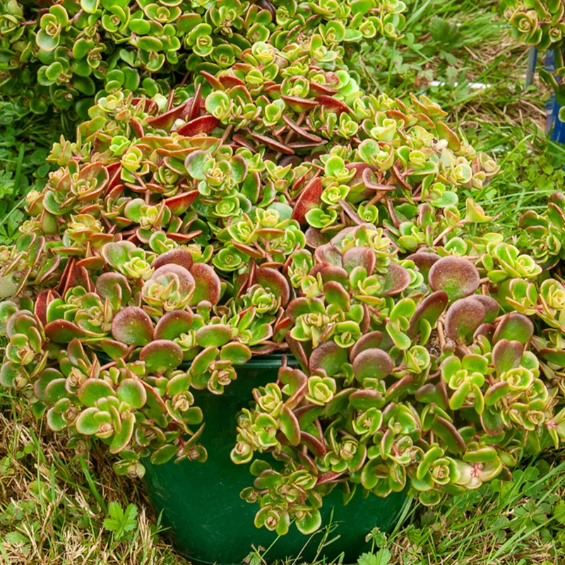 Teppich-Fetthenne ‚Coral Reef‘