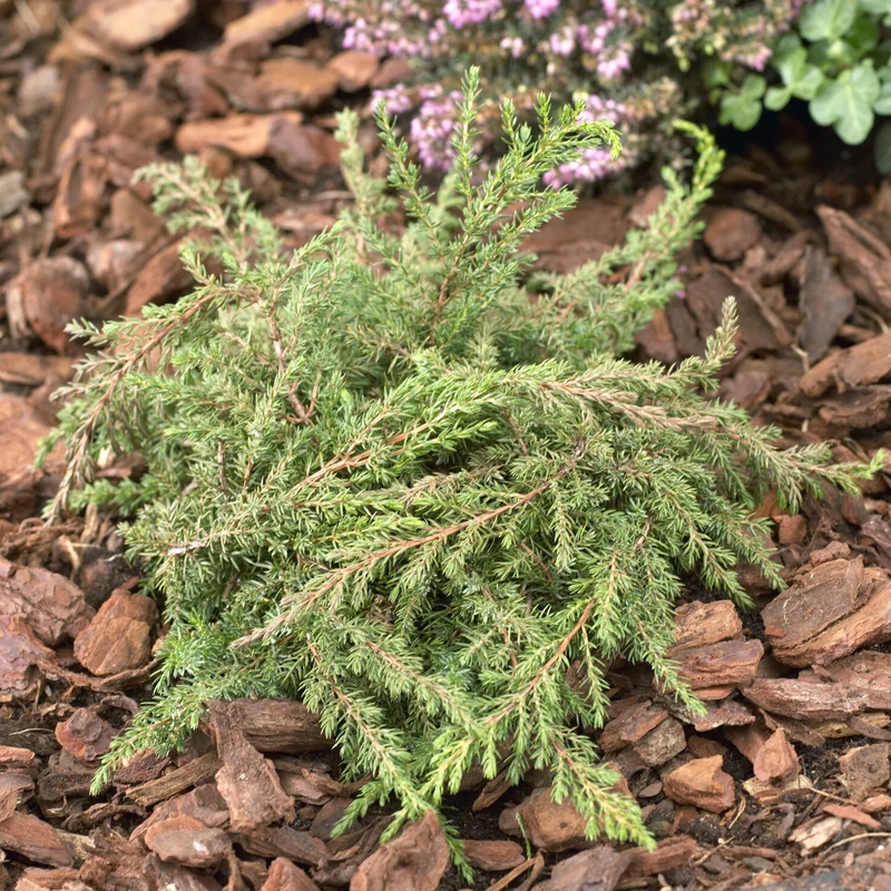 Gemeiner Wacholder Green Carpet