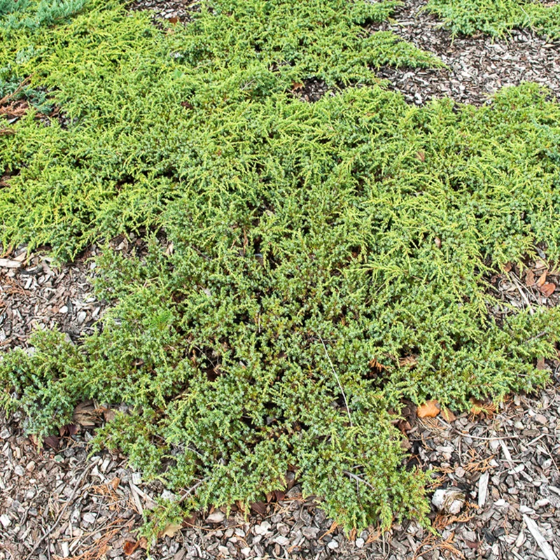 Gemeiner Wacholder Green Carpet