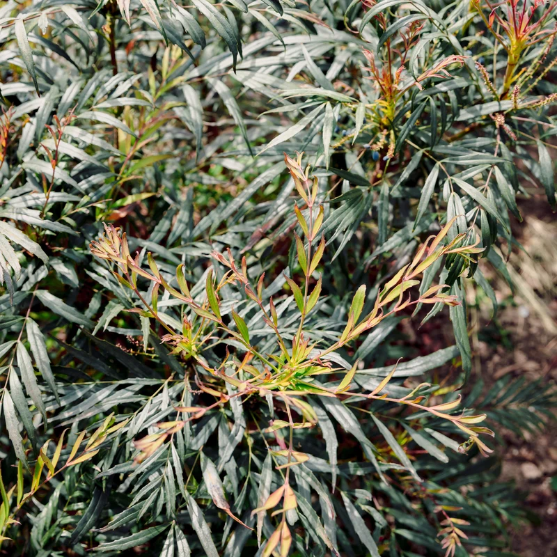Mahonie 'Narihira'