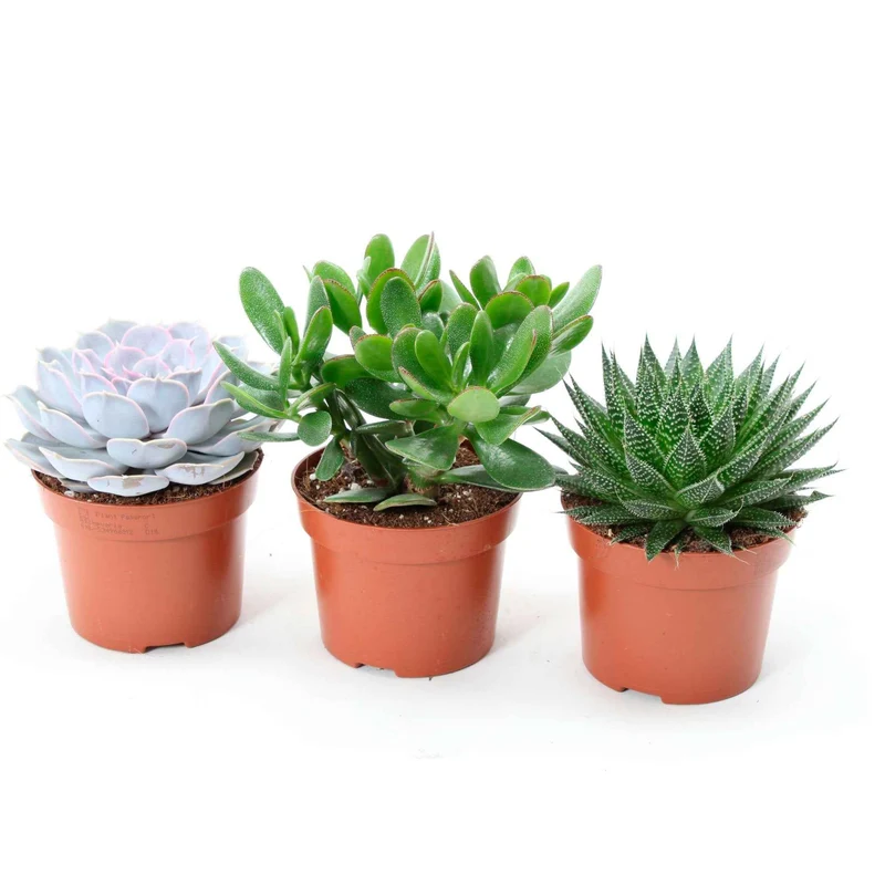 Sukkulenten-Kollektion (Aloe, Echeveria, Crassula)