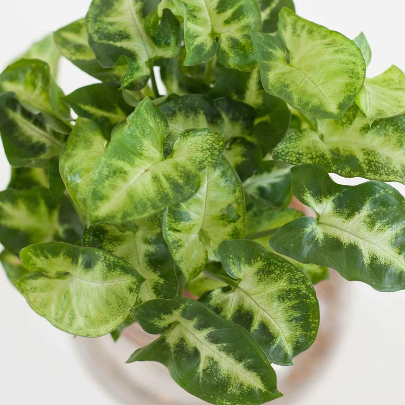 Syngonium im Kugelglas mit LED-Beleuchtung - Hydroponik