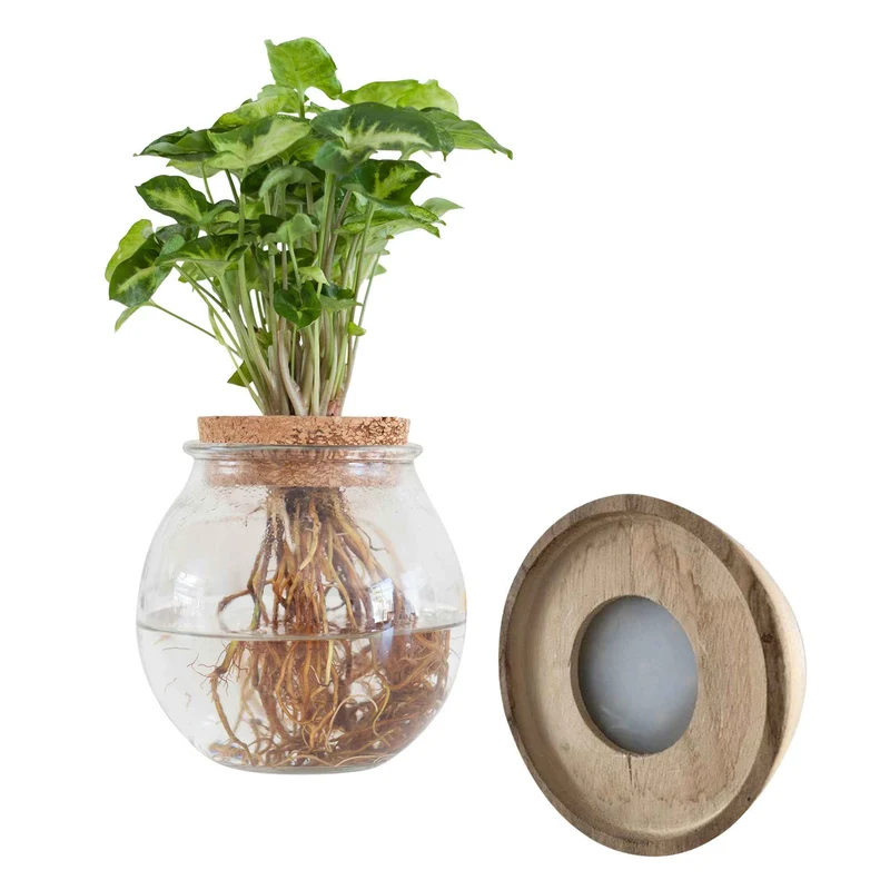 Syngonium im Kugelglas mit LED-Beleuchtung - Hydroponik