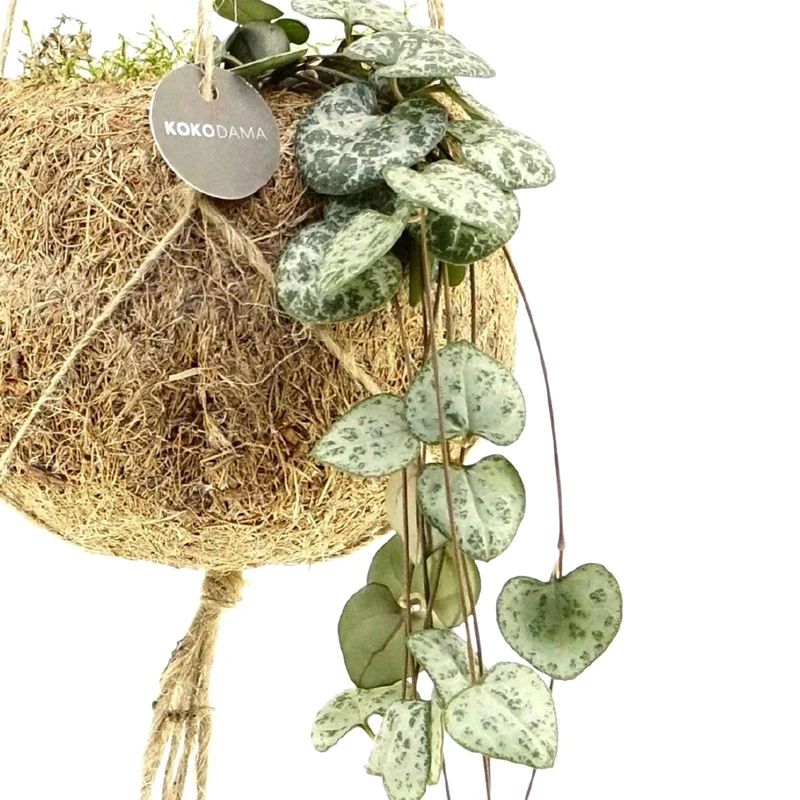 Kokodama Chinesische Laterne Ceropegia woodii inkl. Kokostopf - Hängepflanze