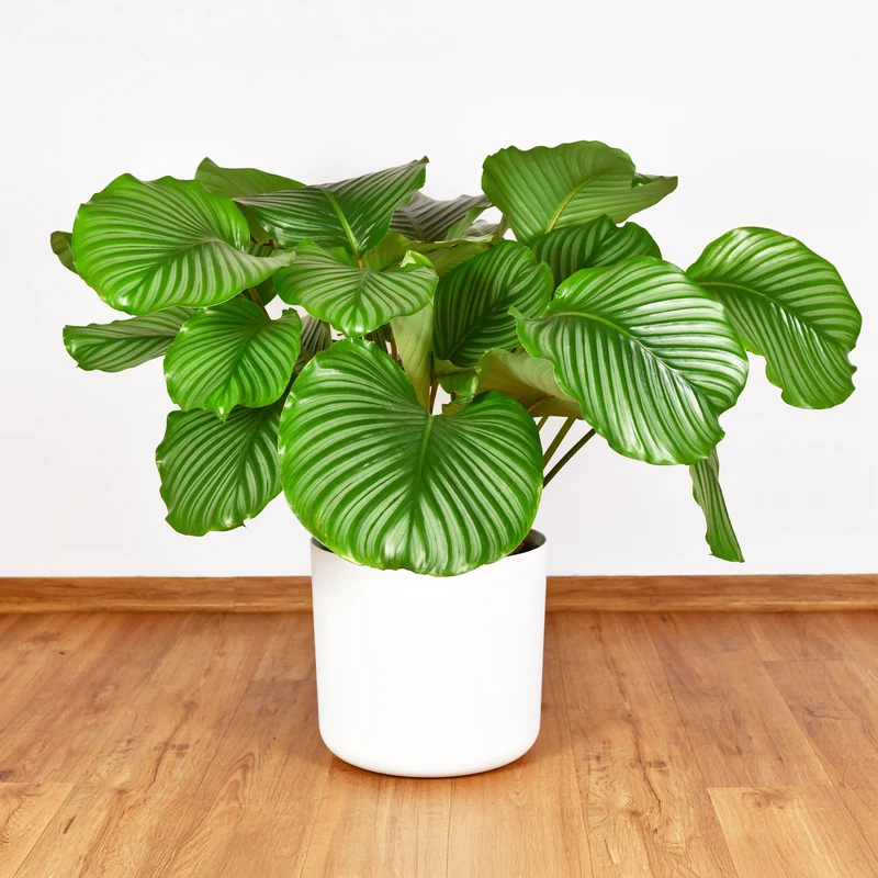 Calathea orbifolia
