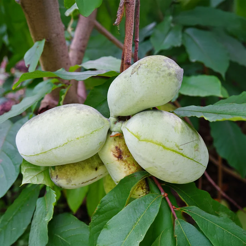 Indianerbanane (Pawpaw)