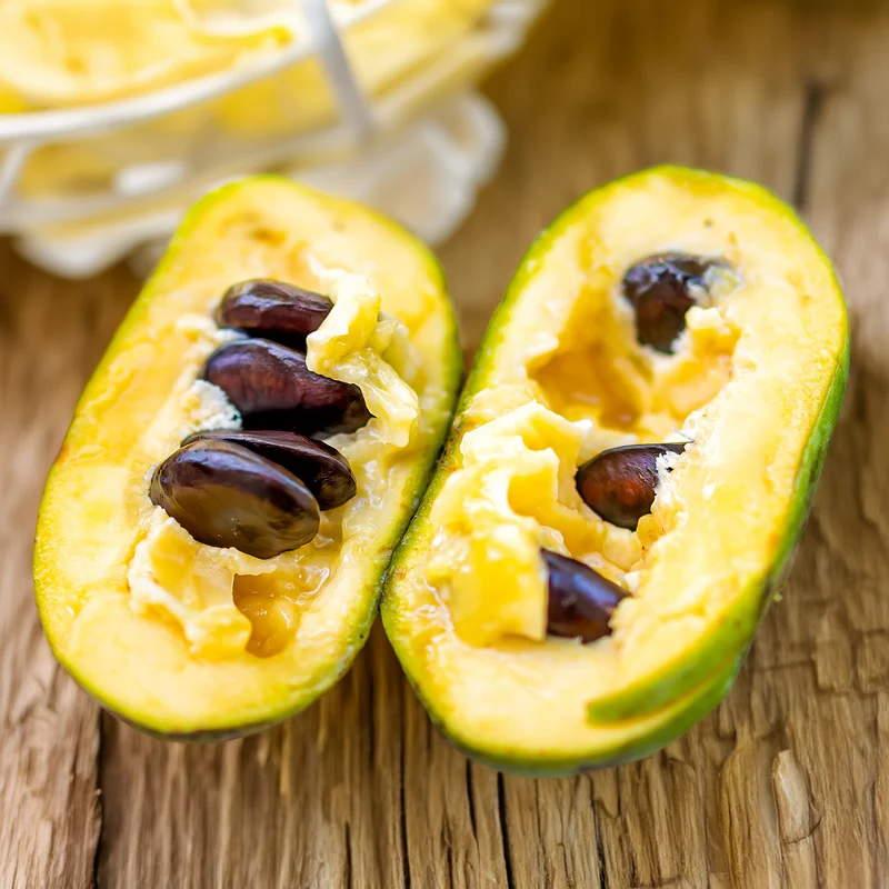 Indianerbanane (Pawpaw)