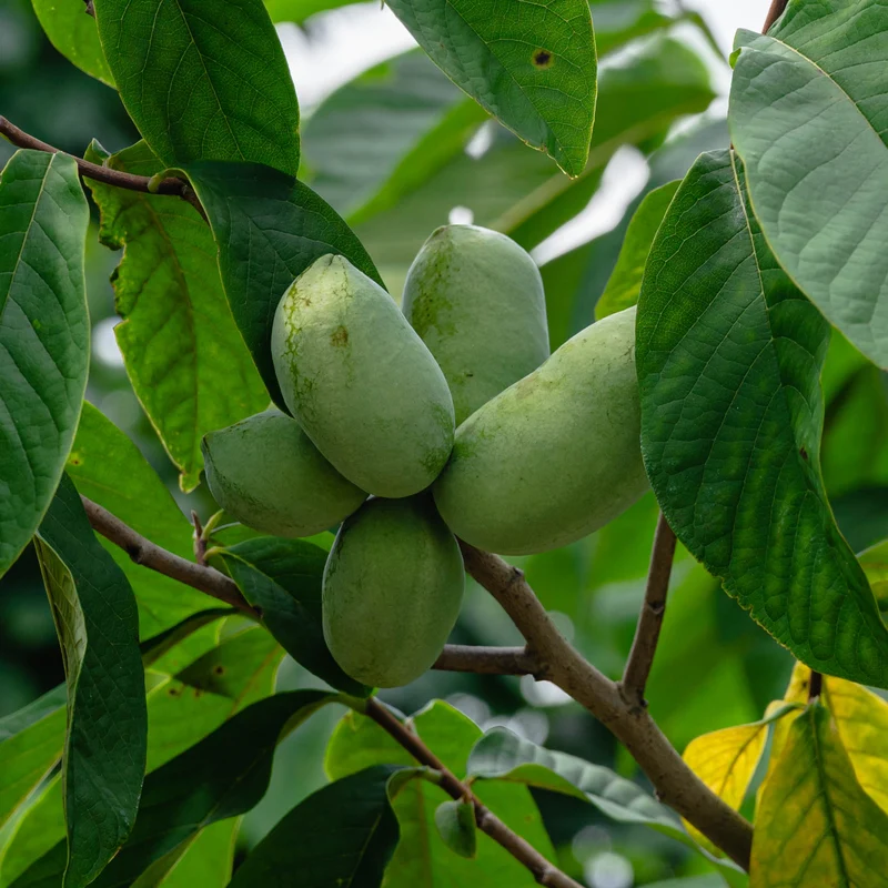 Indianerbanane (Pawpaw)