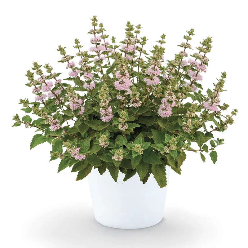 Bartblume ‘Camara’® Pink