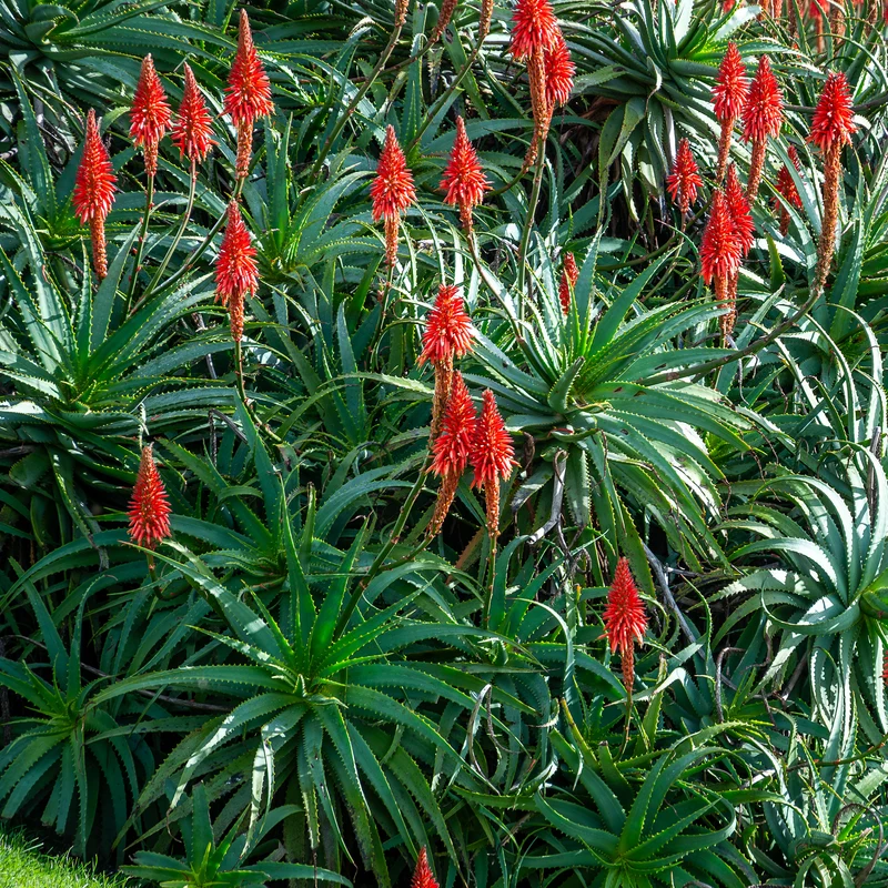 Baum-Aloe