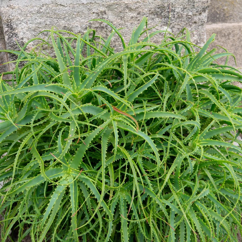 Baum-Aloe