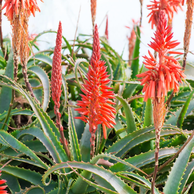 Baum-Aloe