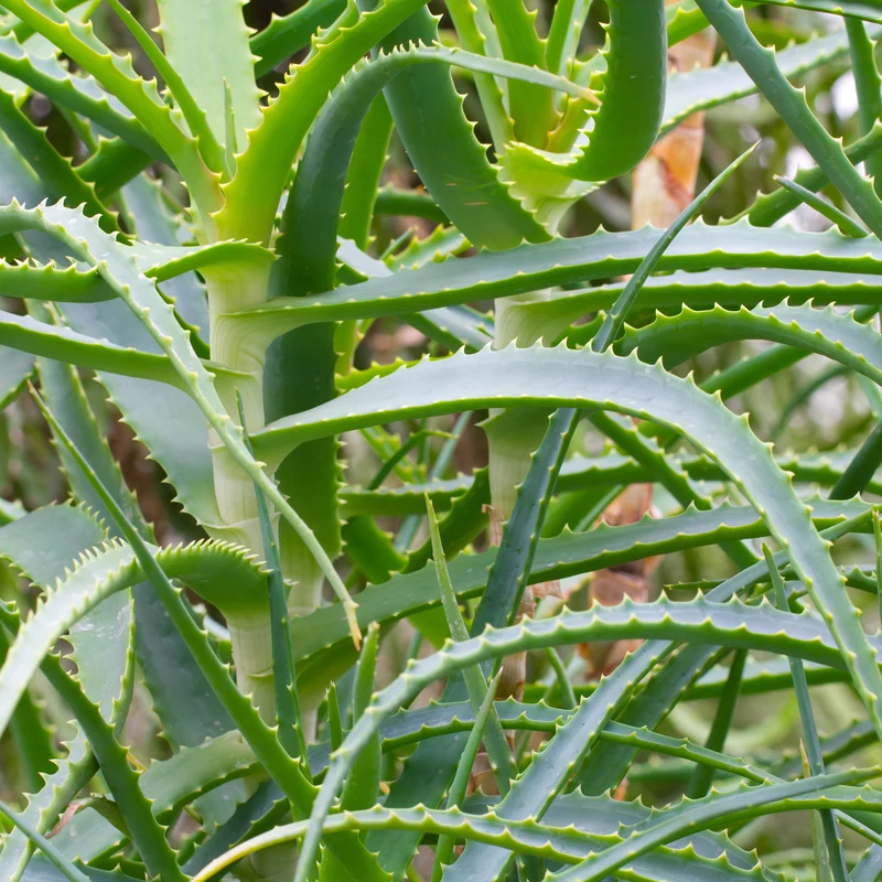 Baum-Aloe