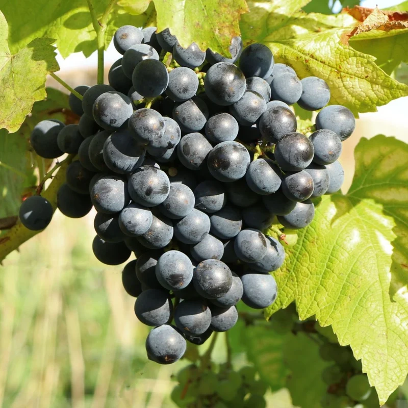 Weinrebe 'Muscat Bleu'