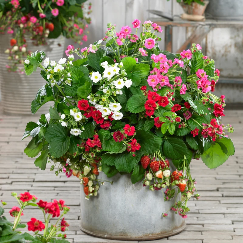 Erdbeeren ‘Summer Breeze’ Mischung (x3)