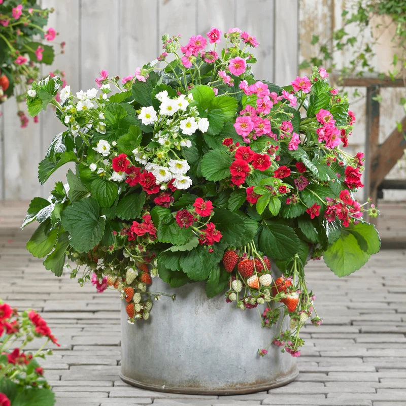 Erdbeeren ‘Summer Breeze’ Mischung (x3)