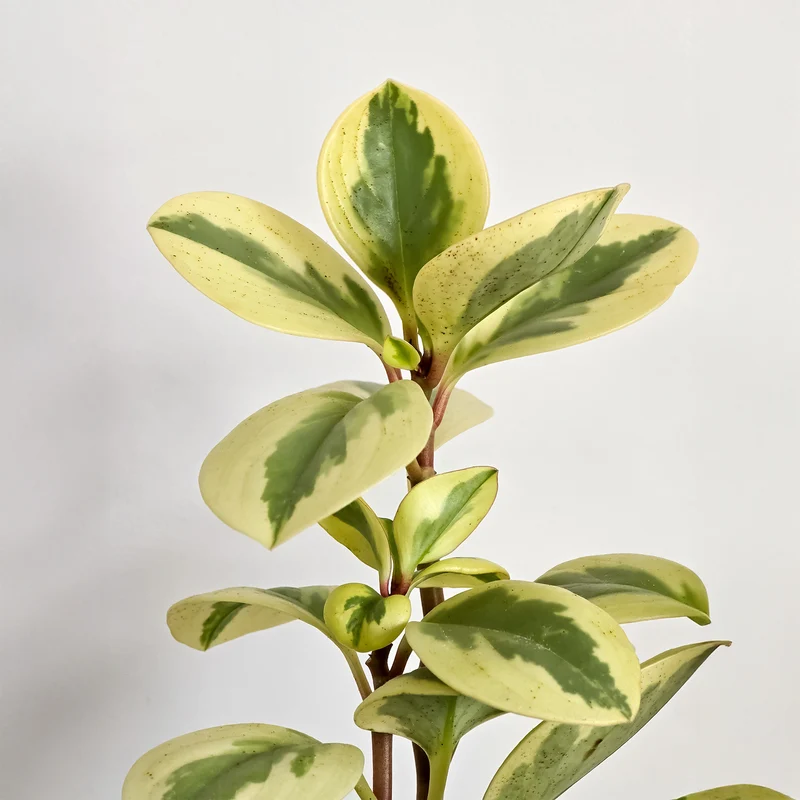 Zwergpfeffer 'Obtipan Bicolor'