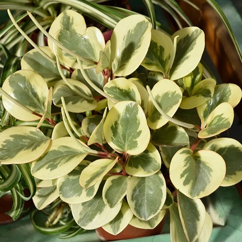 Zwergpfeffer 'Obtipan Bicolor'