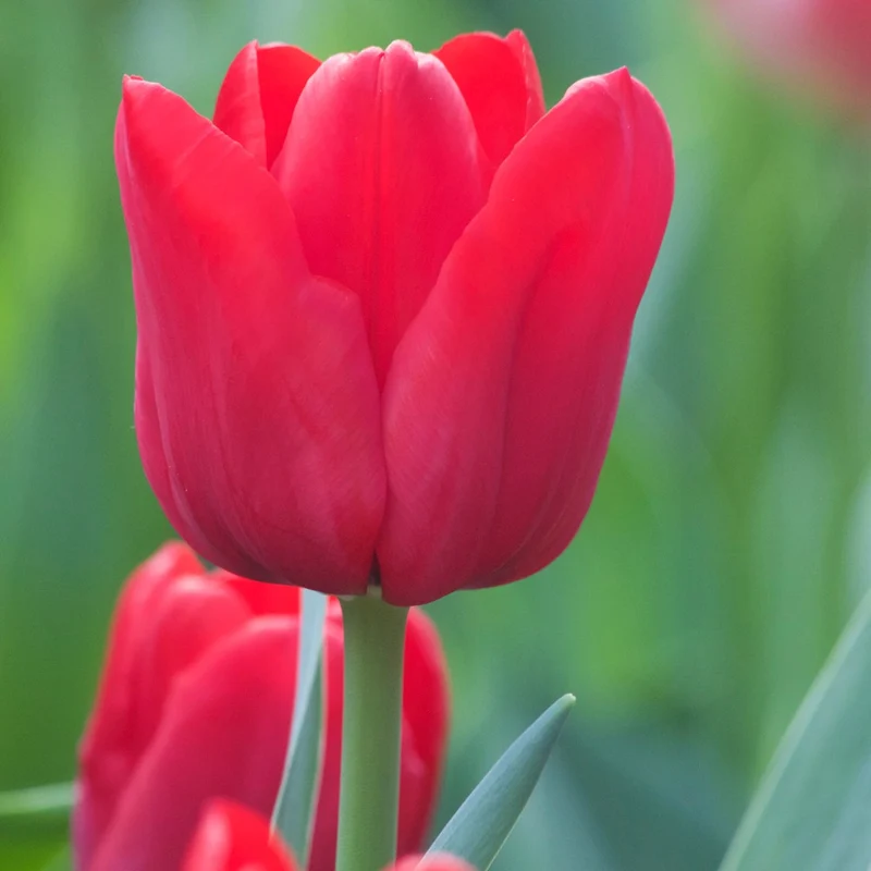 Triumph-Tulpen ‘Ile de France’ (x10)