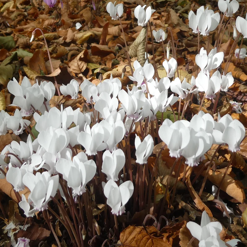 Herbst Alpenveilchen 'Album'