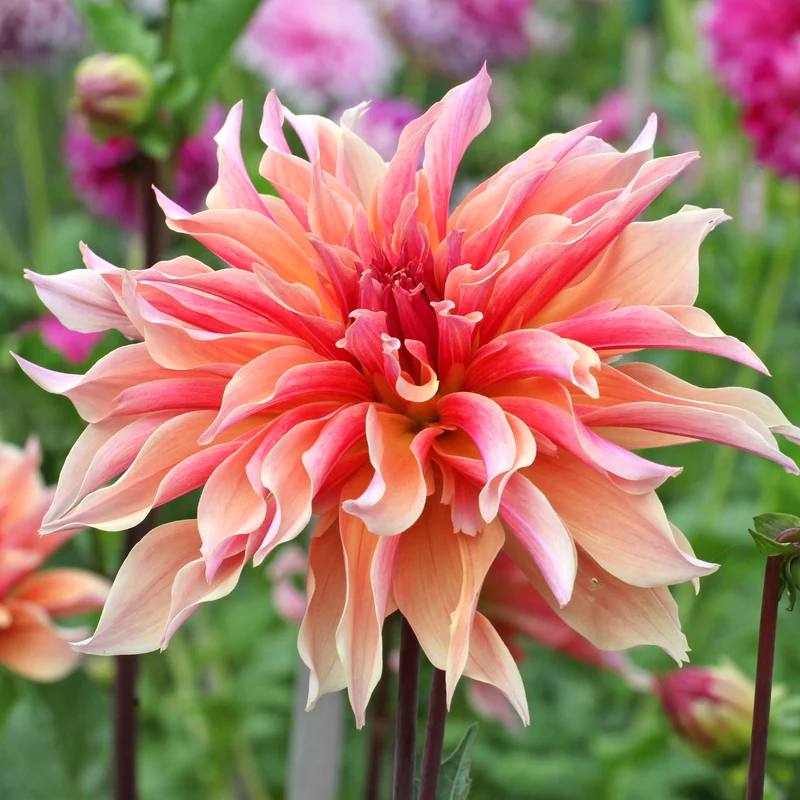 Dekorative Dahlie Labyrinth