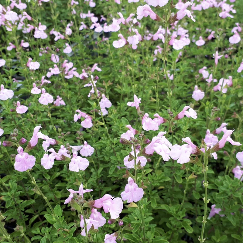 Strauchsalbei ‘Magical® Orinoco’