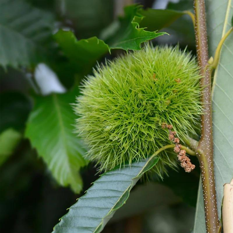 Esskastanie ‘Bouche de Bétizac’