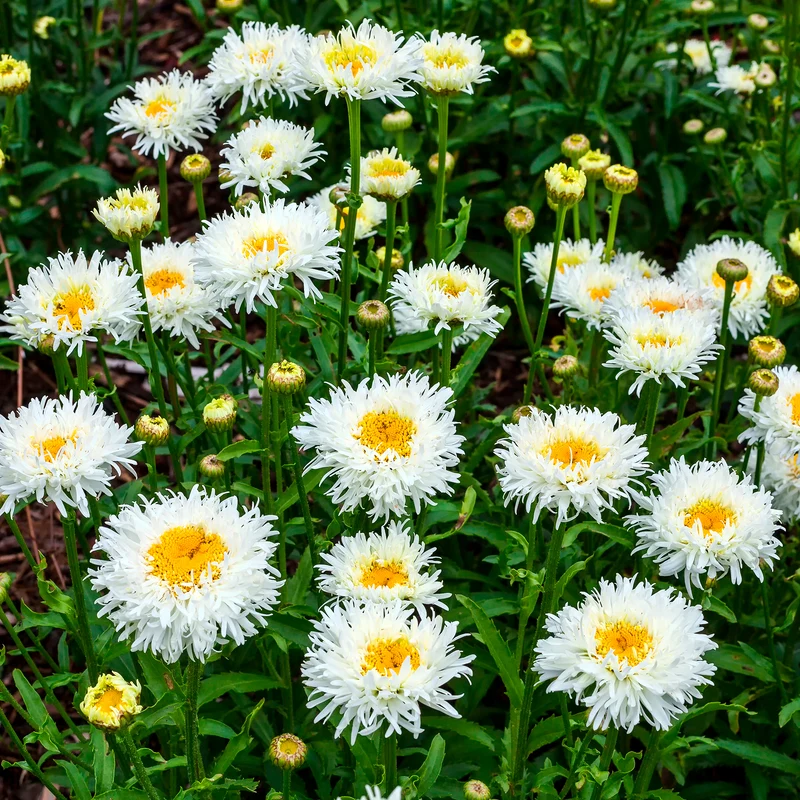 Großblumige Margerite Coconut