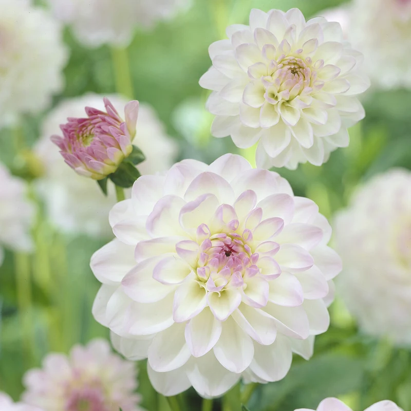 Ball-Dahlie 'Evelyne'