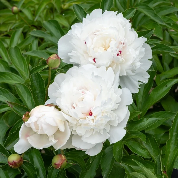 Pfingstrose 'Festiva Maxima'