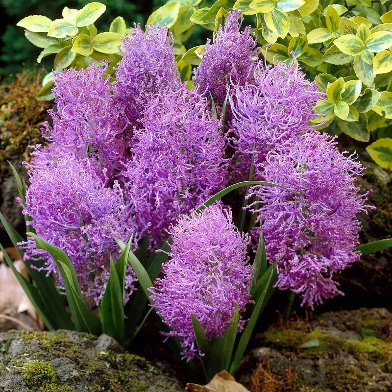 Schopfige Traubenhyazinthe 'Plumosum' (x10)