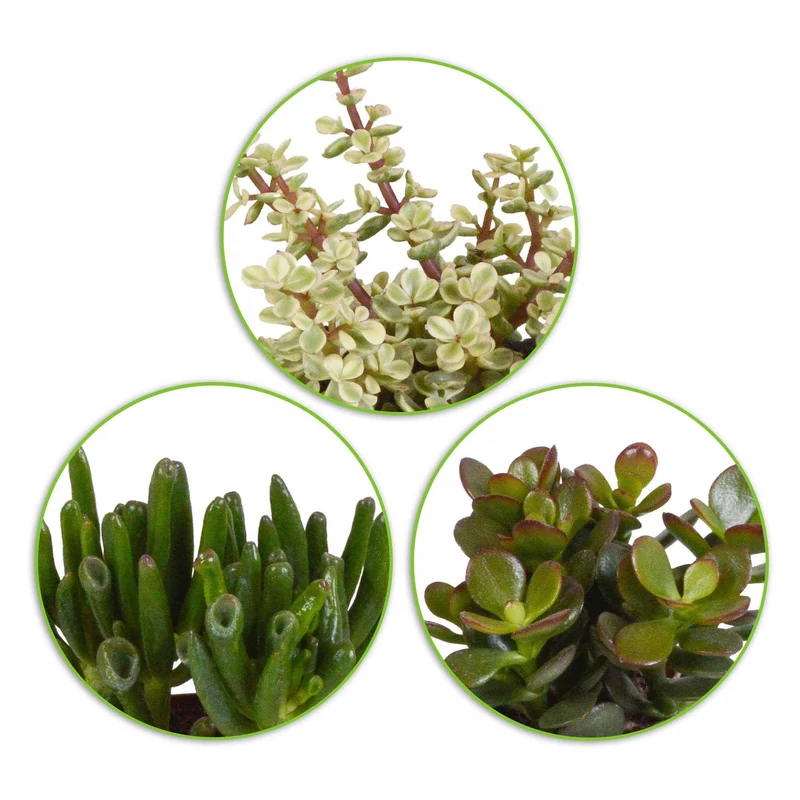 Sukkulente Crassula Mischung (x3)