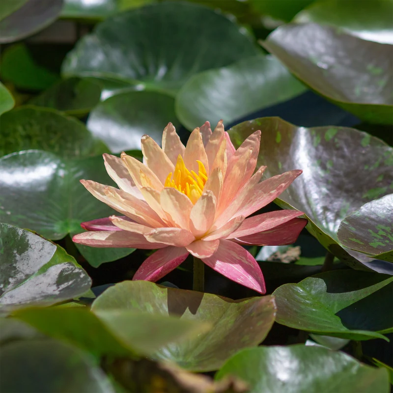 Seerose ‘Wanvisa’