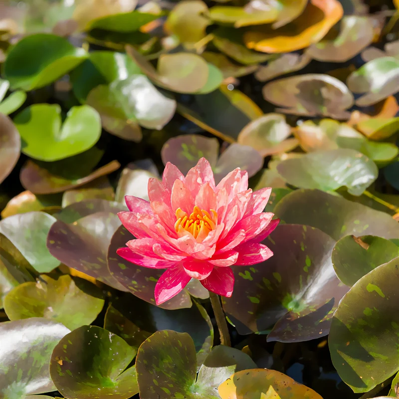 Seerose ‘Wanvisa’