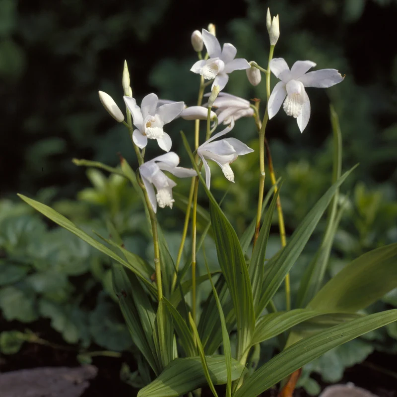 Hyazinthen-Orchidee Alba