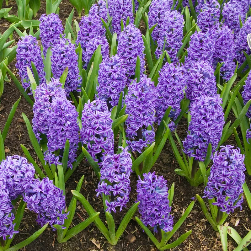 Hyazinthe Blue Jacket