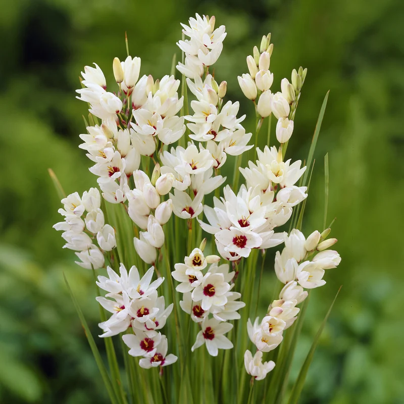Ährenlilie 'Giant' (x25)