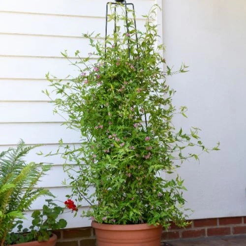 Duftjasmin 'Starry Summer Scent'