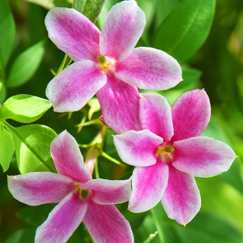 Duftjasmin 'Starry Summer Scent'