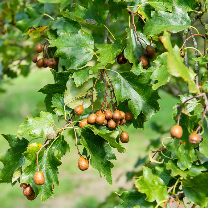 Elsbeere