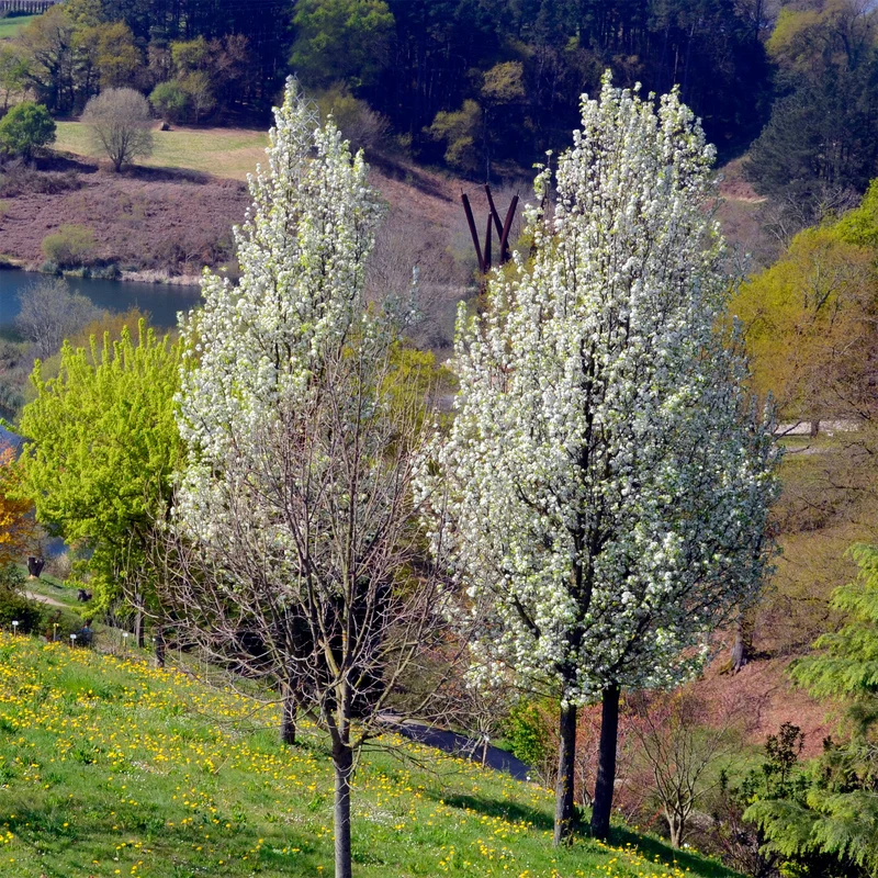 Stadtbirne 'Chanticleer'