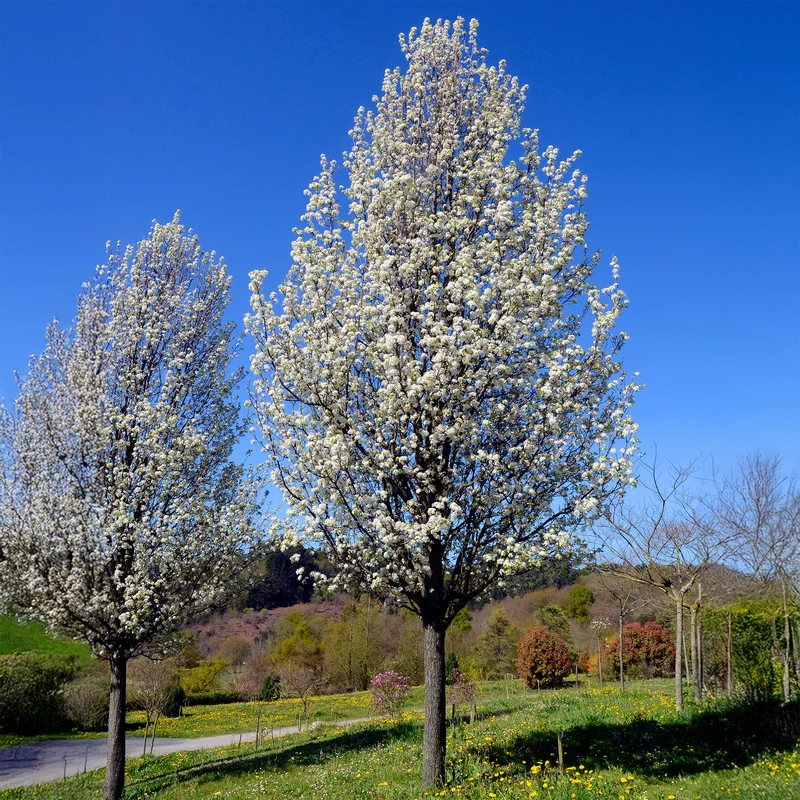 Stadtbirne 'Chanticleer'