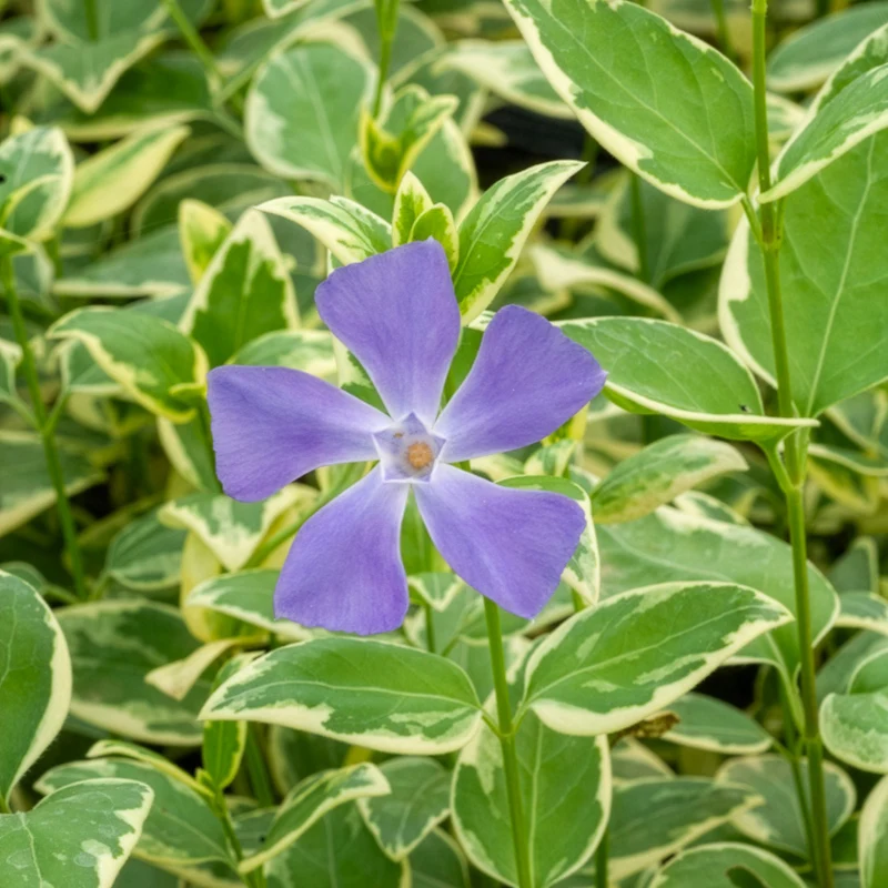 Großblättriges Immergrün Variegata